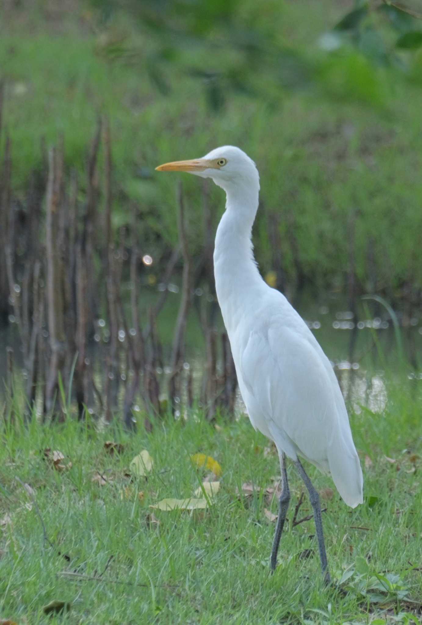 Wachirabenchathat Park(Suan Rot Fai) アマサギの写真 by BK MY