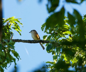 Bull-headed Shrike 福島市小鳥の森 Sun, 10/3/2021