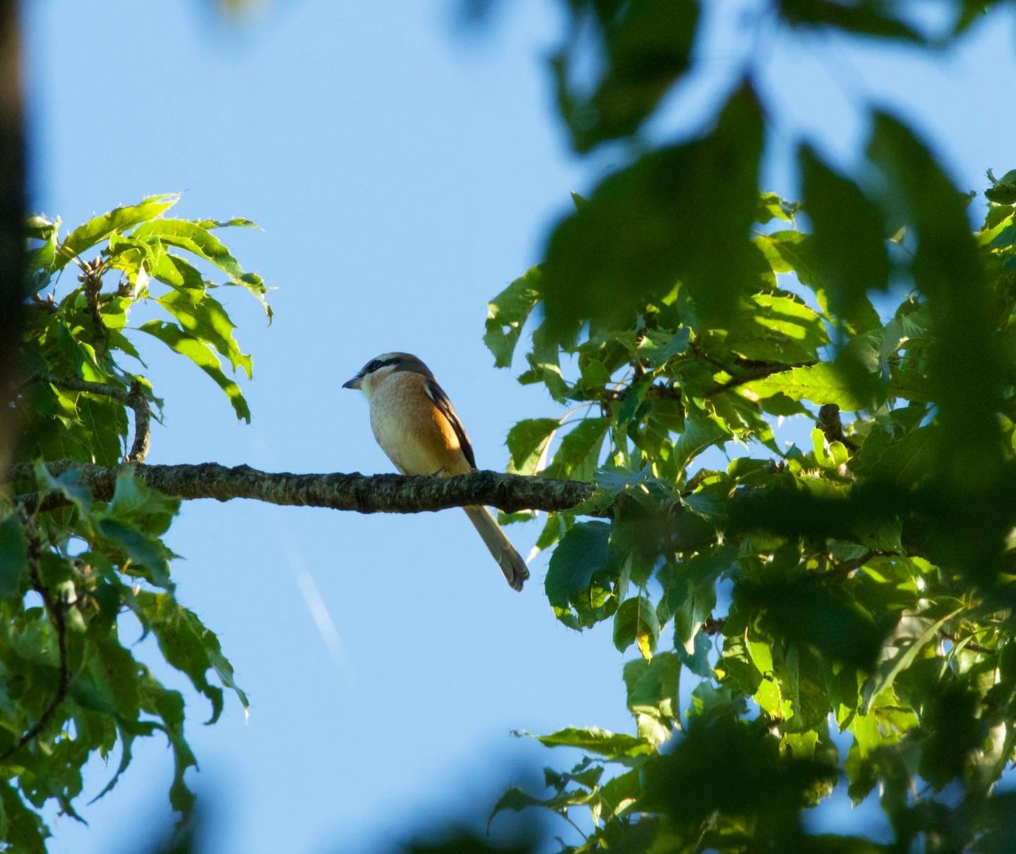 Bull-headed Shrike