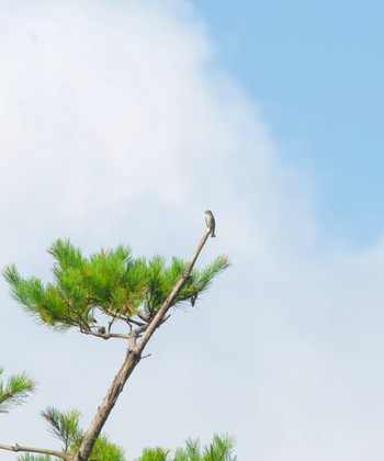 Grey-streaked Flycatcher 福島市小鳥の森 Sun, 10/3/2021