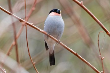 Eurasian Bullfinch Hayatogawa Forest Road Sun, 3/24/2024