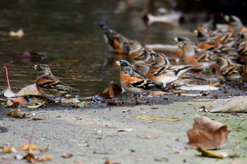 アトリ 代々木公園 2018年12月16日(日)