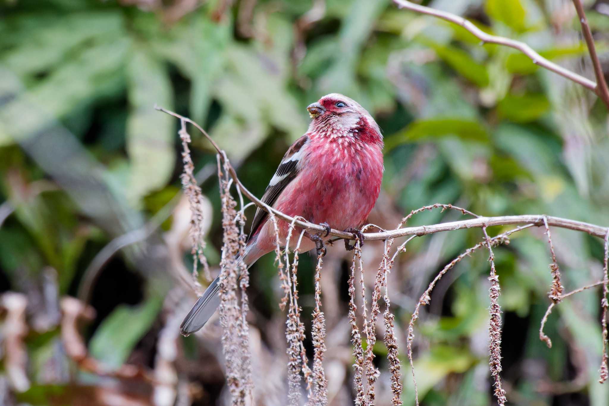 Siberian Long-tailed Rosefinch