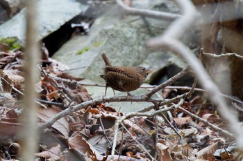 Eurasian Wren Hayatogawa Forest Road Sun, 3/24/2024