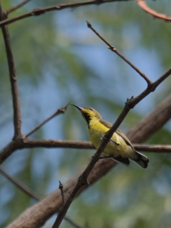 キバラタイヨウチョウ Wachirabenchathat Park(Suan Rot Fai) 2024年3月23日(土)