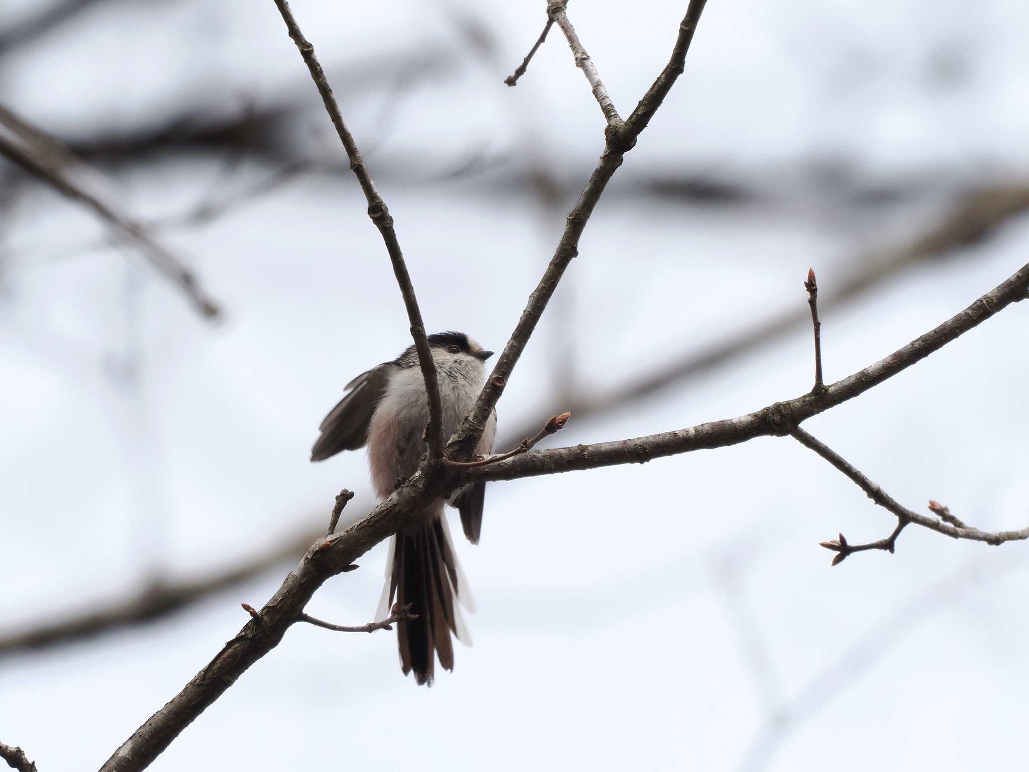 Photo of Long-tailed Tit at 房総のむら by アカウント11554