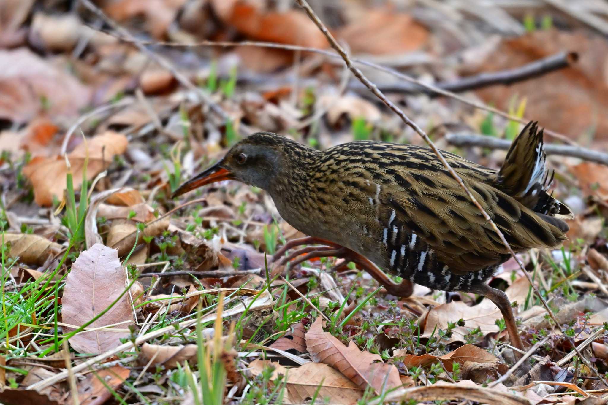 Brown-cheeked Rail