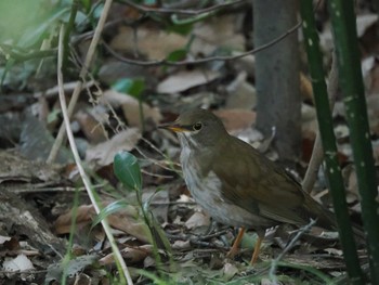 Pale Thrush Kitamoto Nature Observation Park Sat, 3/16/2024