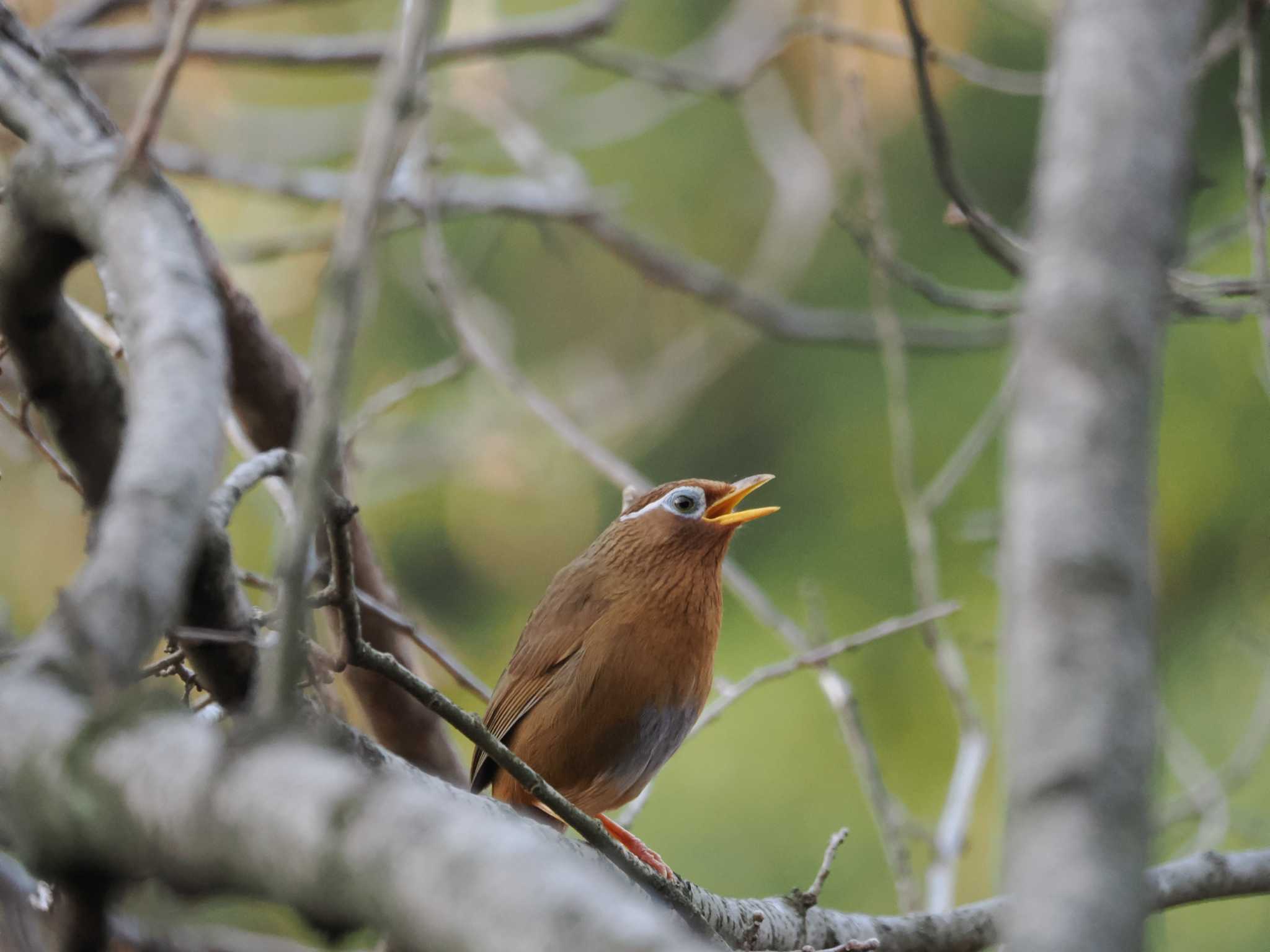 Photo of Chinese Hwamei at Kitamoto Nature Observation Park by のぶ