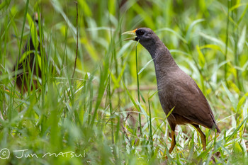 Pale-vented Bush-hen オーストラリア・ケアンズ周辺 Sun, 12/16/2018