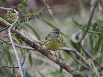 Masked Bunting Kitamoto Nature Observation Park Sat, 3/16/2024