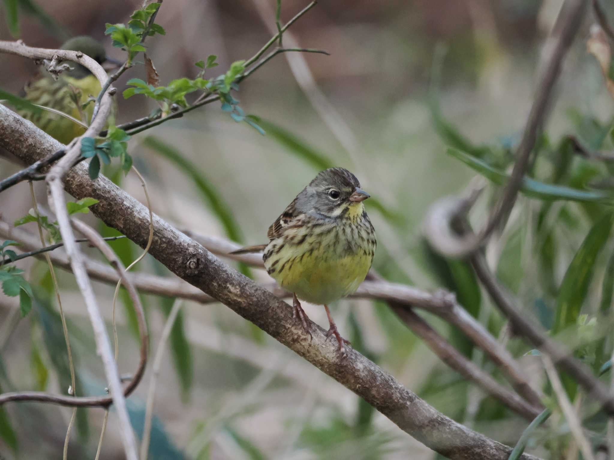 Photo of Masked Bunting at Kitamoto Nature Observation Park by のぶ