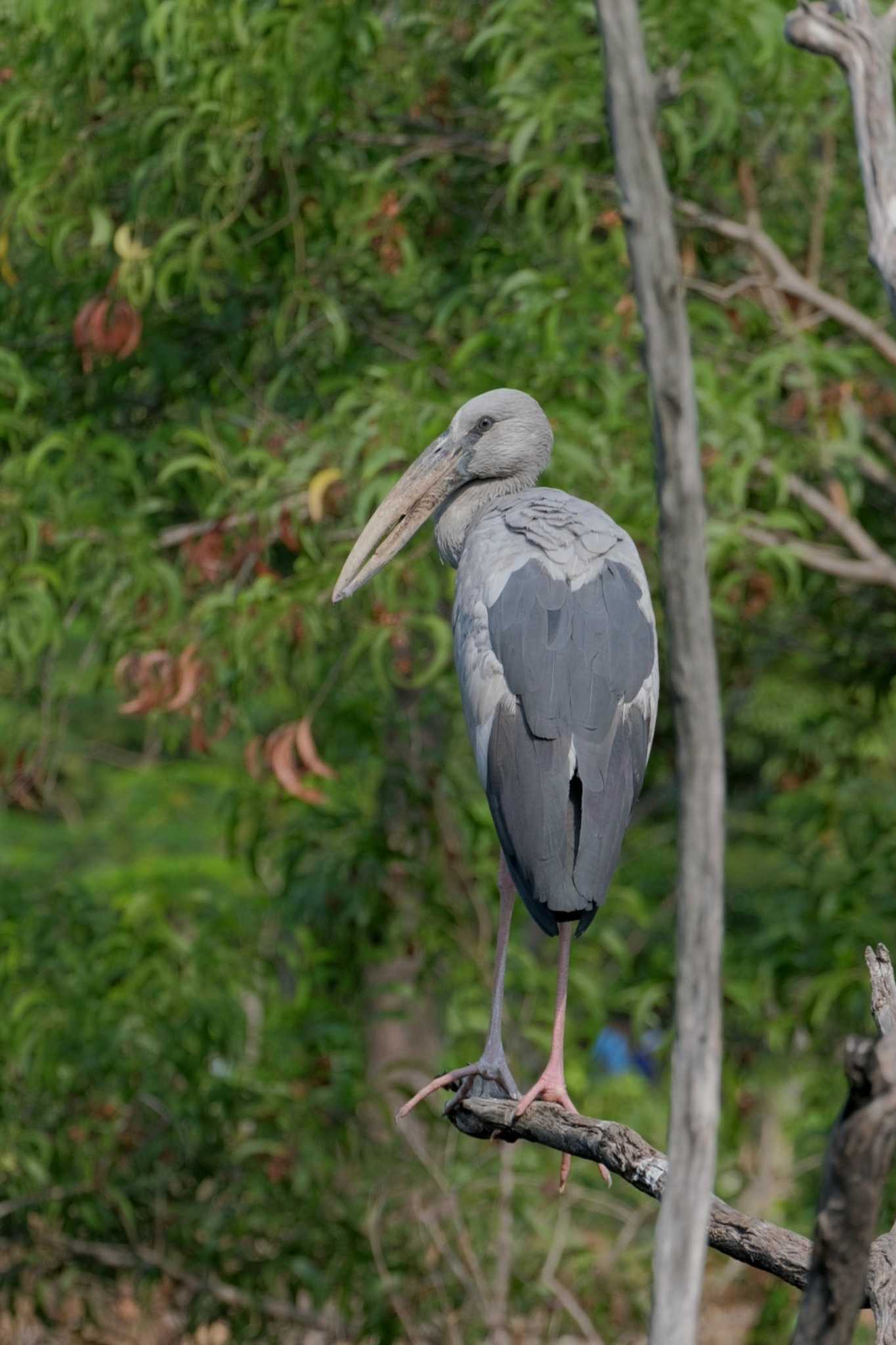 Photo of Asian Openbill at Wachirabenchathat Park(Suan Rot Fai) by BK MY