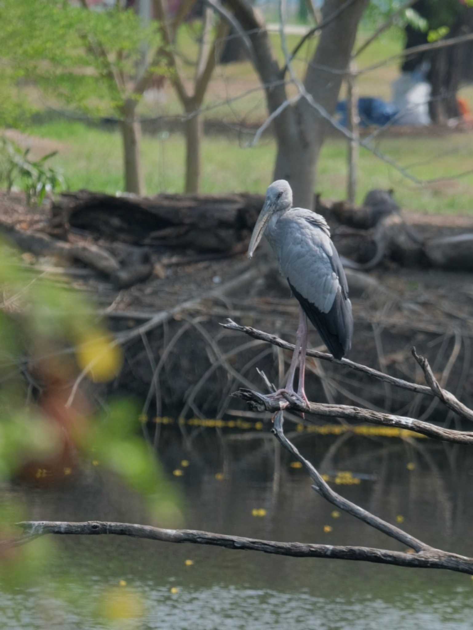 Photo of Asian Openbill at Wachirabenchathat Park(Suan Rot Fai) by BK MY