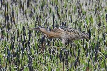 サンカノゴイ 渡良瀬遊水地 2024年3月24日(日)