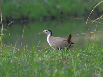 White-breasted Waterhen Wachirabenchathat Park(Suan Rot Fai) Sat, 3/23/2024