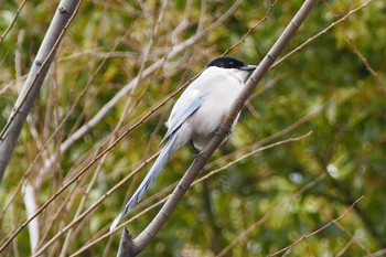 Azure-winged Magpie 東京都 Tue, 3/19/2024