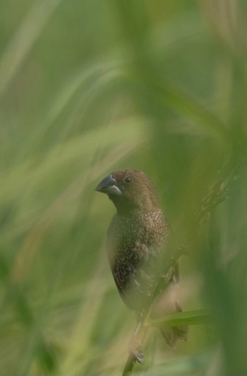 Scaly-breasted Munia Wachirabenchathat Park(Suan Rot Fai) Sat, 3/23/2024