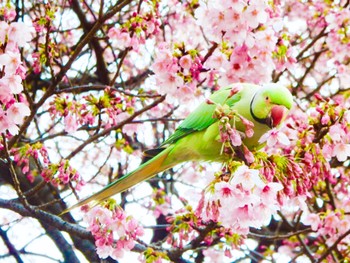 ワカケホンセイインコ 新宿御苑 2024年3月23日(土)