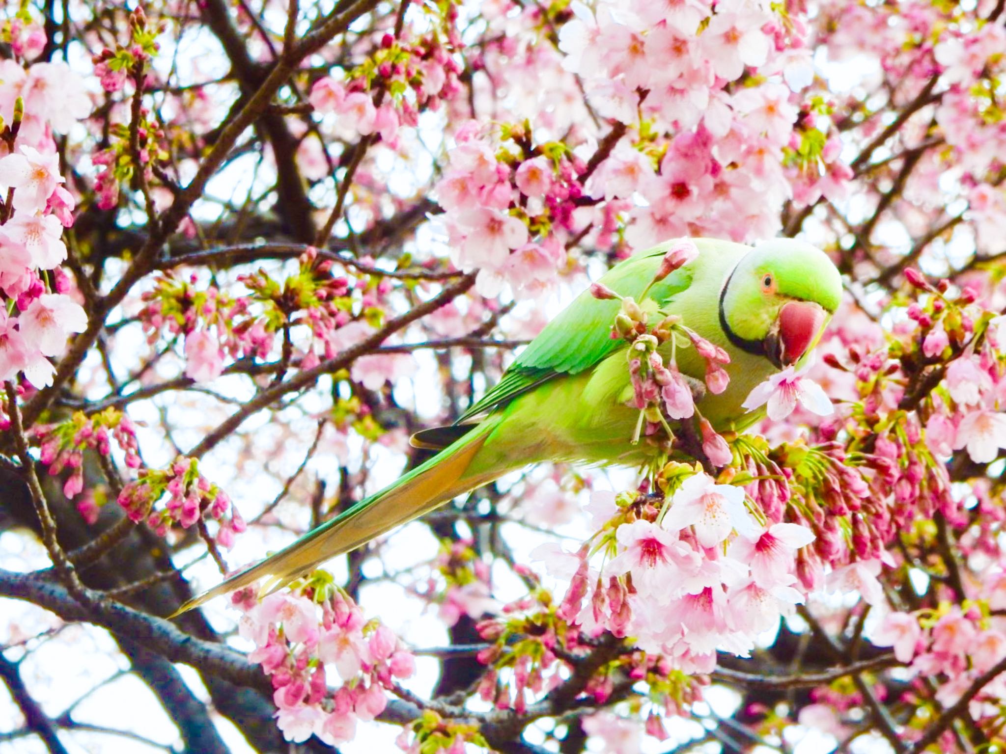 Photo of Indian Rose-necked Parakeet at Shinjuku Gyoen National Garden by HIKARI  ξ(｡◕ˇ◊ˇ◕｡)ξ