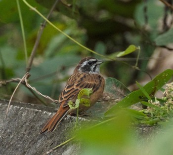 2021年10月5日(火) 福島信夫山の野鳥観察記録