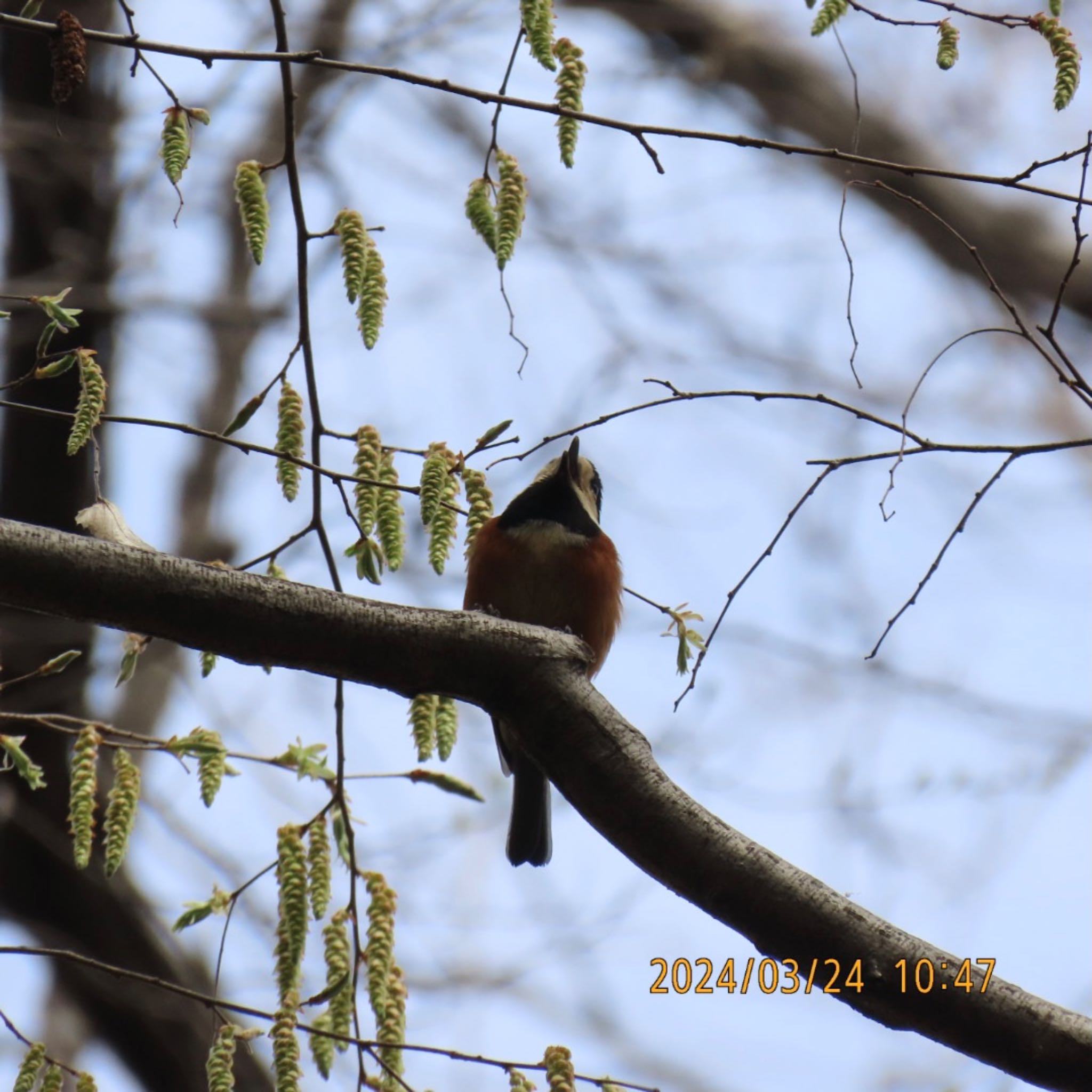 Varied Tit