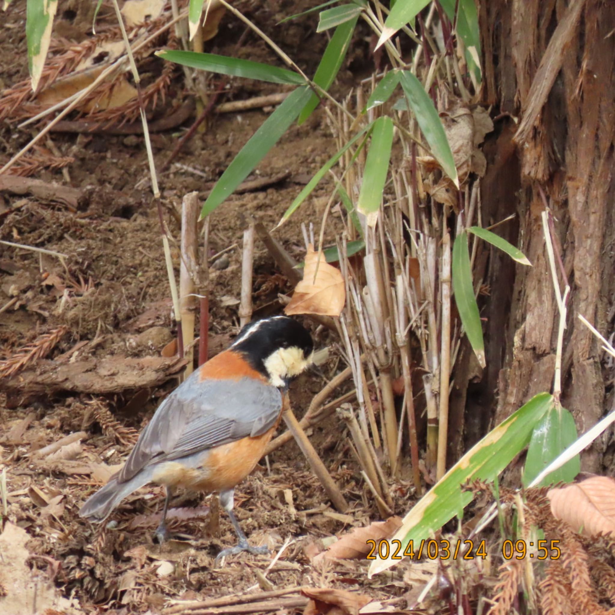 Varied Tit