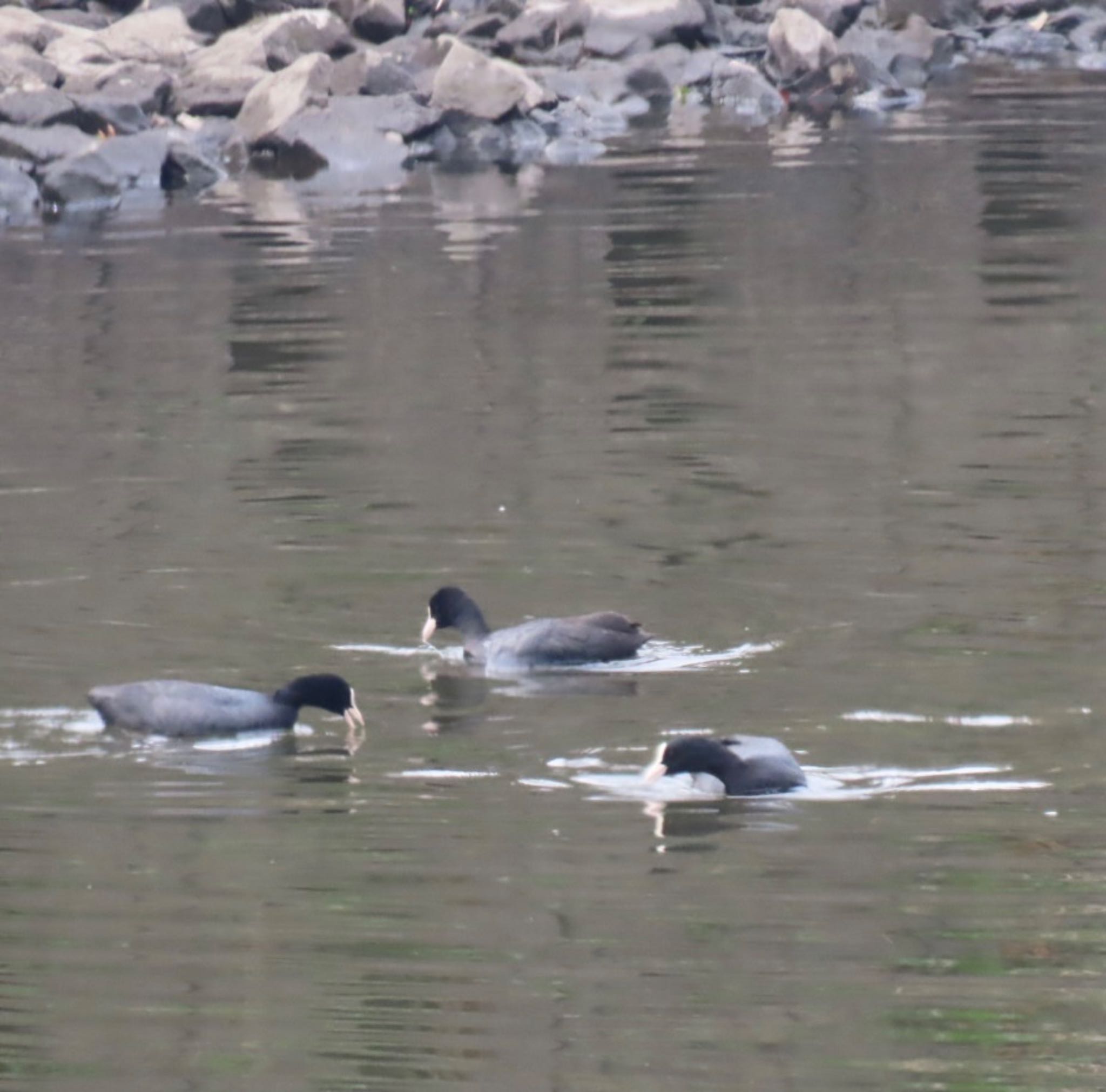 Eurasian Coot