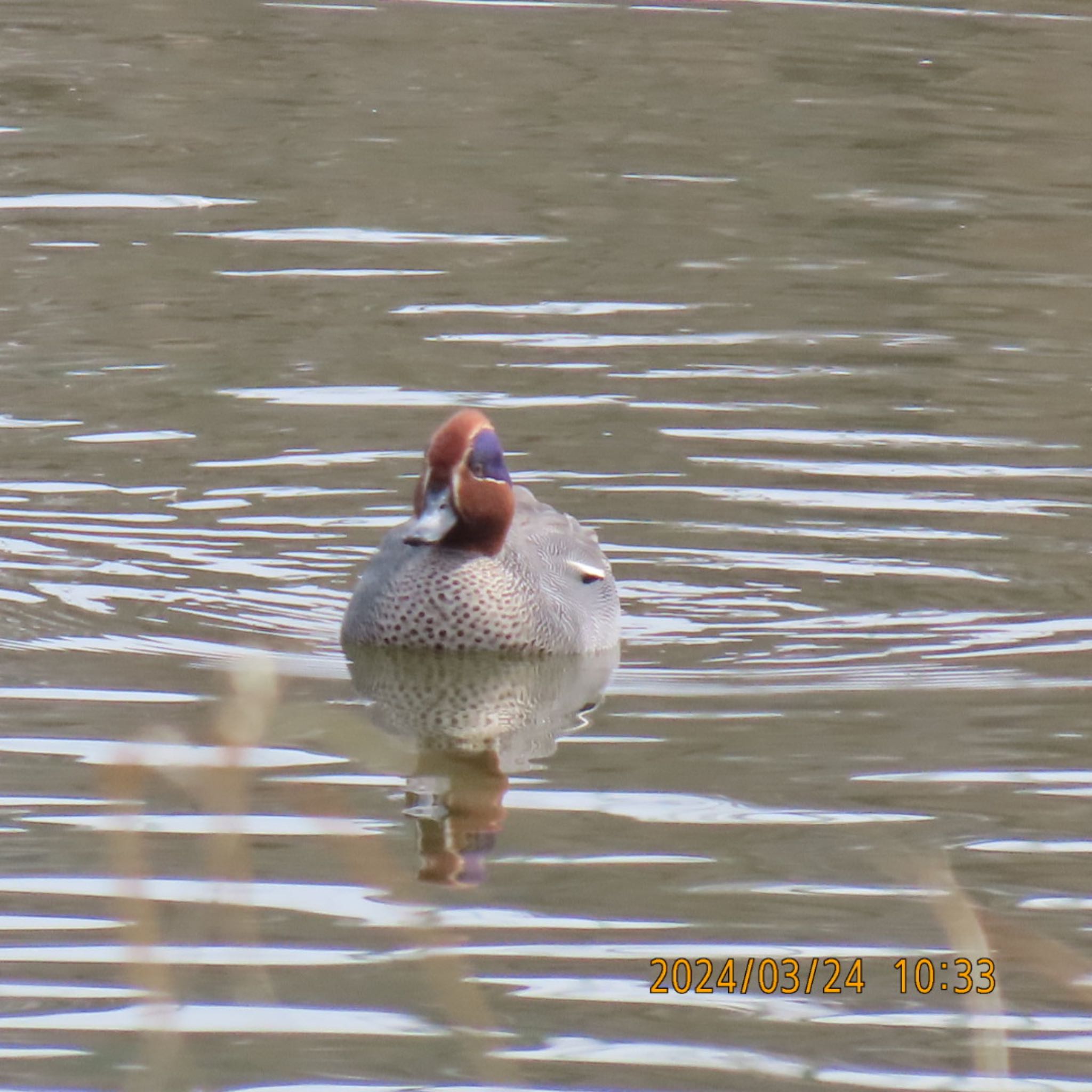 Eurasian Teal