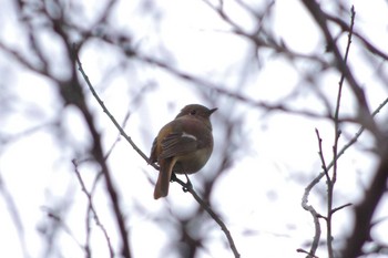 Sun, 12/16/2018 Birding report at 東京都板橋区