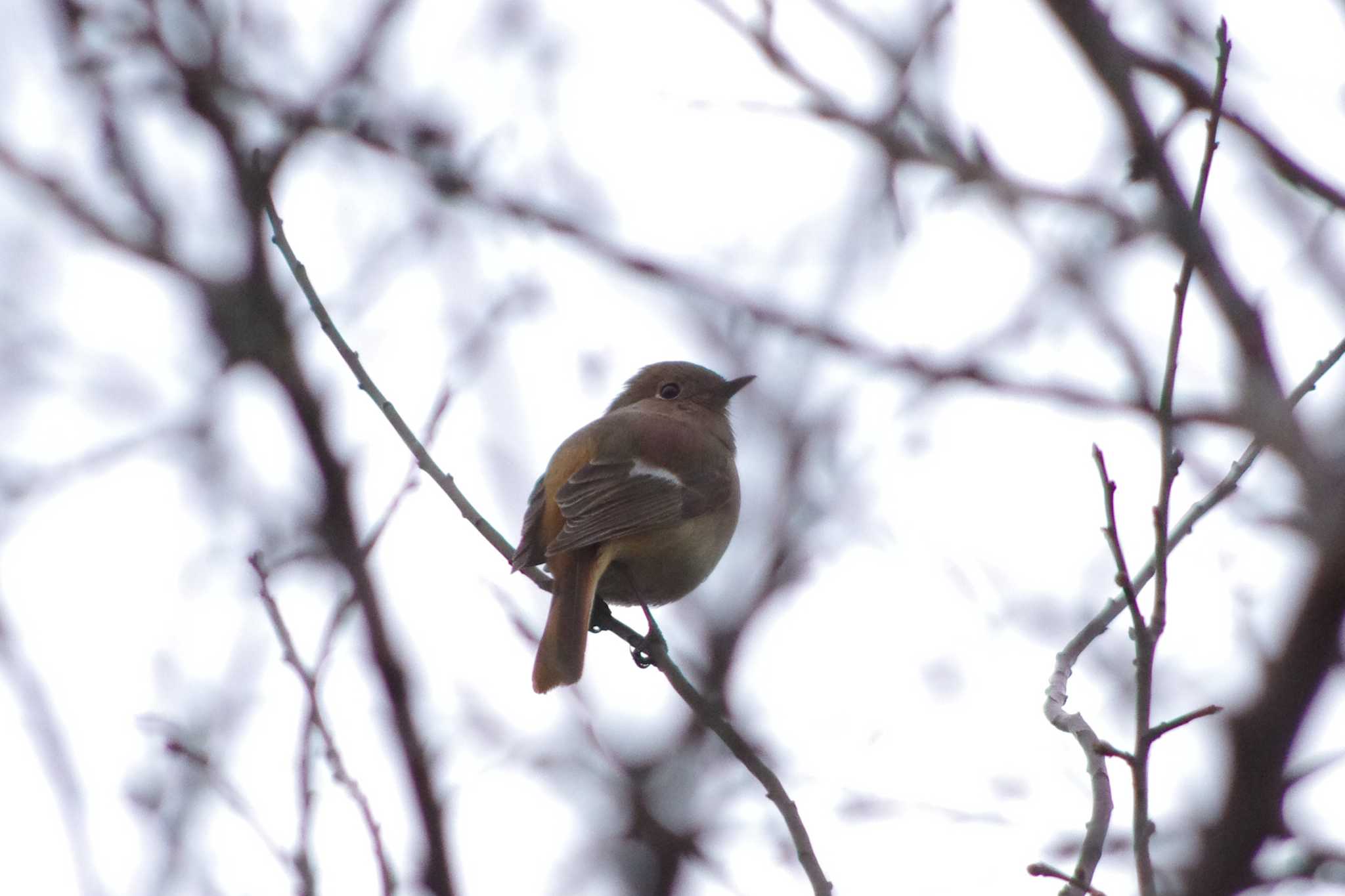 Daurian Redstart