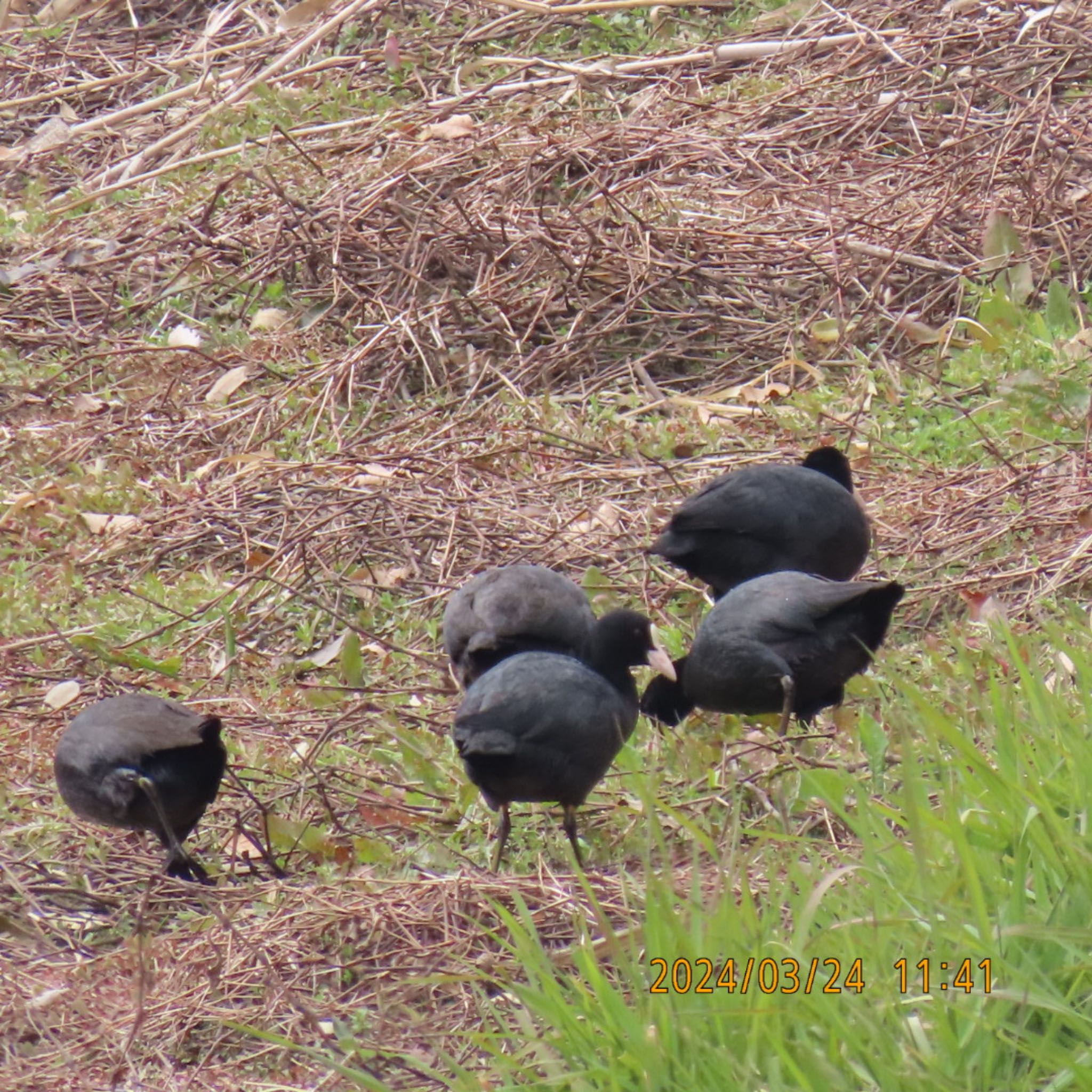 Eurasian Coot