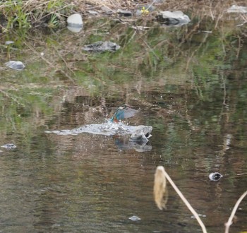 Common Kingfisher Nogawa Sun, 3/24/2024