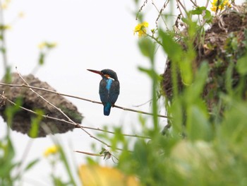 Common Kingfisher Nogawa Sun, 3/24/2024