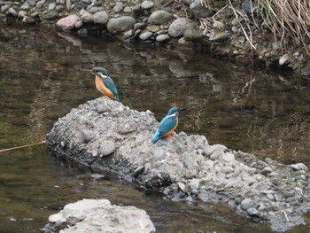 Common Kingfisher Nogawa Sun, 3/24/2024