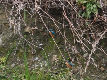 Common Kingfisher Nogawa Sun, 3/24/2024