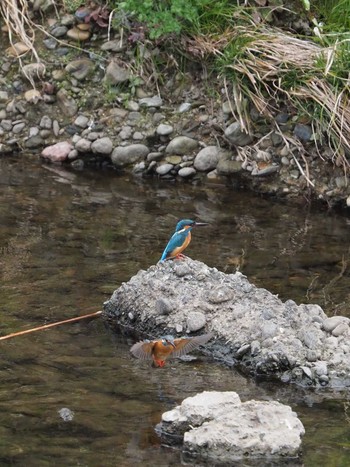 Common Kingfisher Nogawa Sun, 3/24/2024