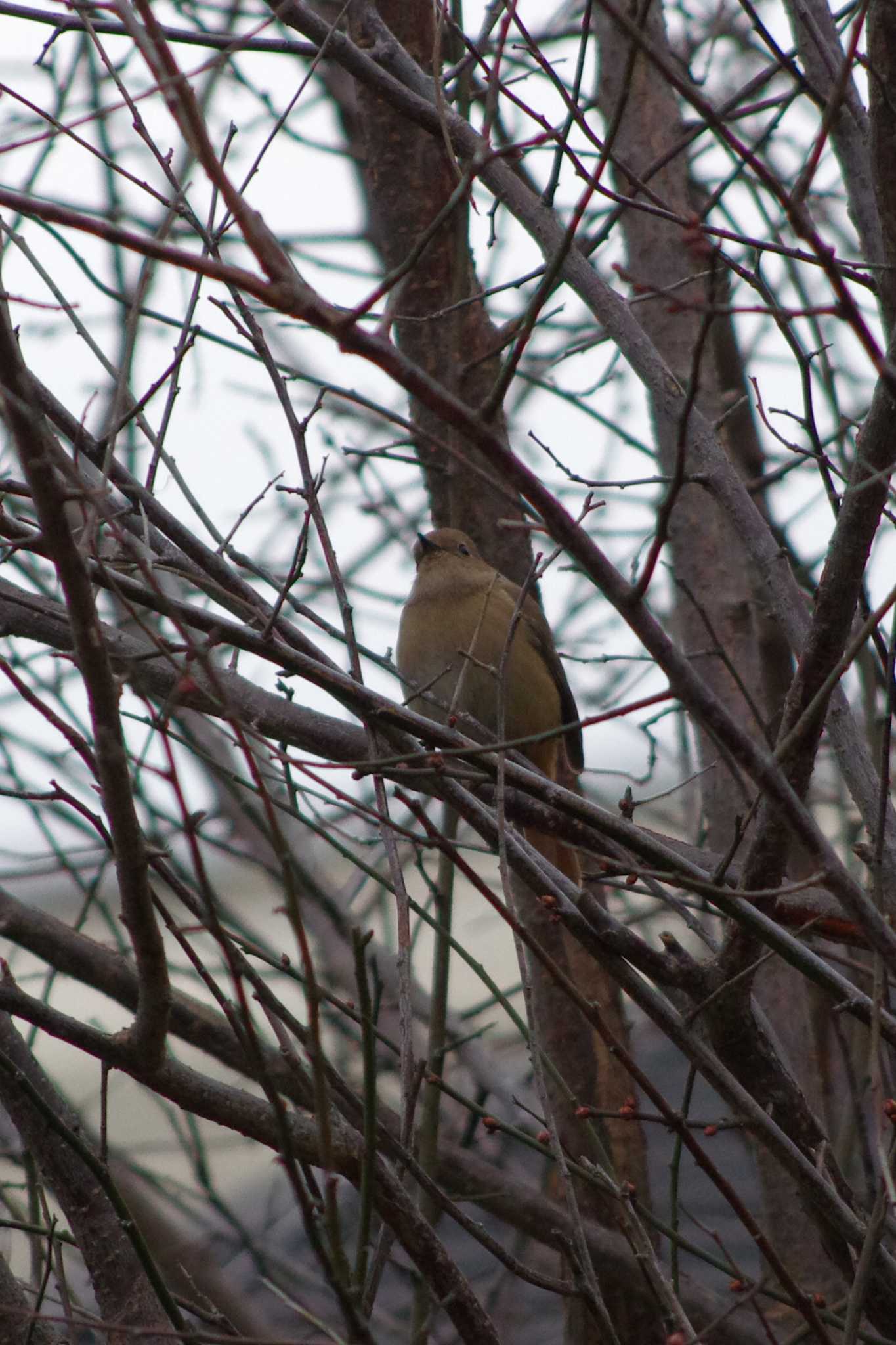 Daurian Redstart