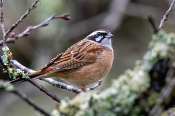 Meadow Bunting 矢作川 Sun, 3/24/2024