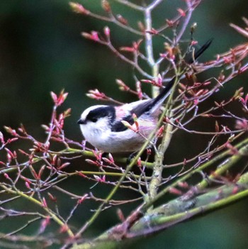 Long-tailed Tit 善福寺公園 Sun, 3/24/2024