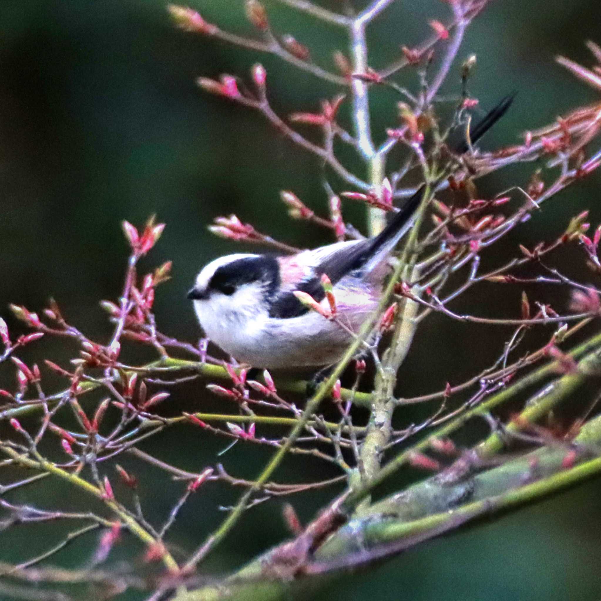 Photo of Long-tailed Tit at 善福寺公園 by Kudo0927