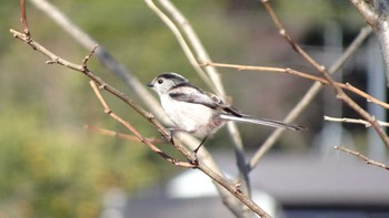 Long-tailed Tit Teganuma Sun, 2/5/2023