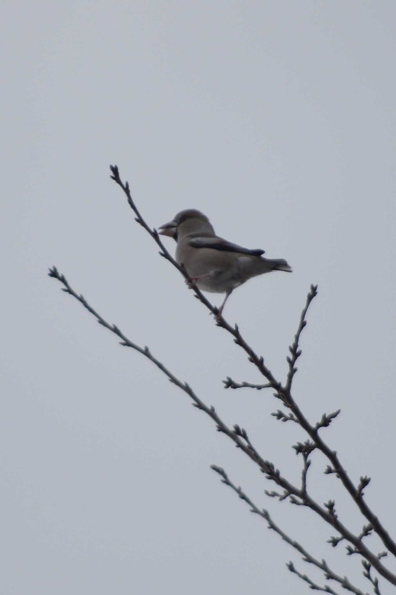 Hawfinch