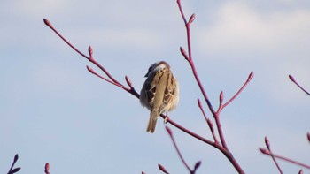 Eurasian Tree Sparrow Teganuma Sun, 2/5/2023