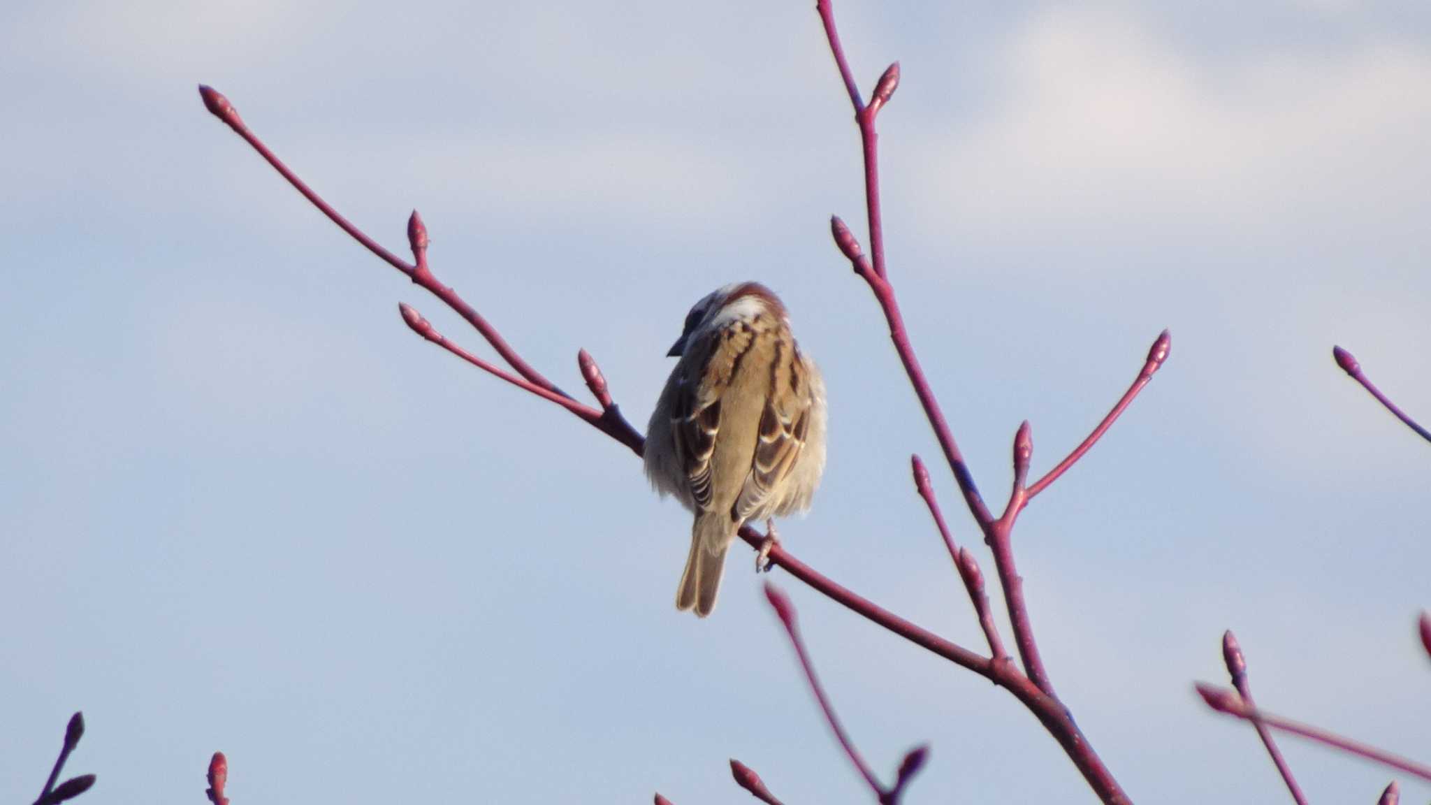 Photo of Eurasian Tree Sparrow at Teganuma by こんぶ