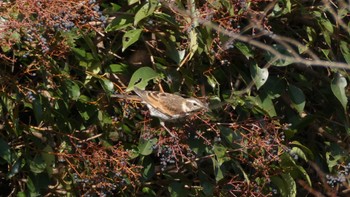 Dusky Thrush Tokyo Port Wild Bird Park Sun, 2/12/2023