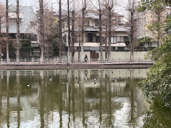 2024年3月5日(火) 別所沼公園(埼玉県)の野鳥観察記録