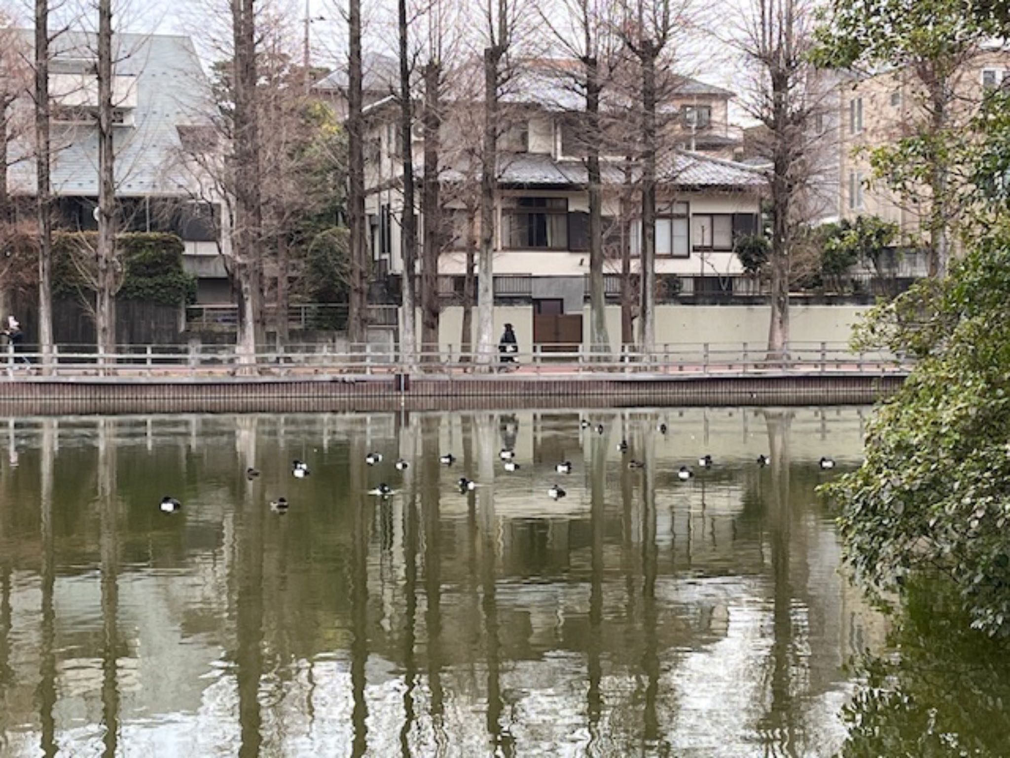 別所沼公園(埼玉県) キンクロハジロの写真 by とりママけいちゃん（アカウント3572）