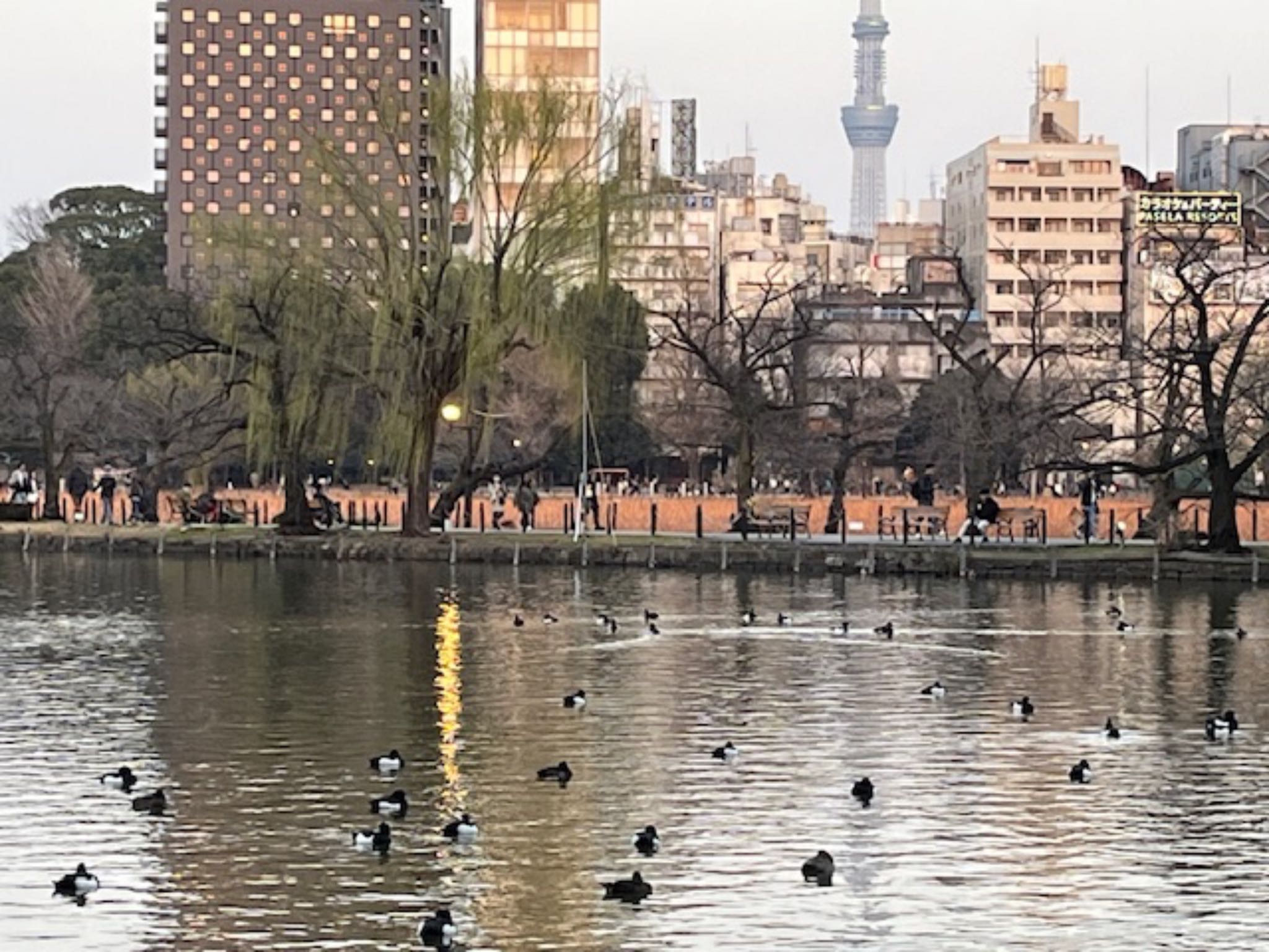 Photo of Tufted Duck at Shinobazunoike by とりママけいちゃん（アカウント3572）