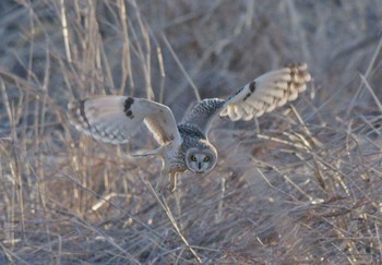 Short-eared Owl Unknown Spots Sat, 3/23/2024